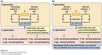 (a)
(b)
P generation
P generation
Normal
Precocious
Normal
Normal
puberty ở
Рp
puberty d
pp
puberty ?
puberty ?
Pp
pp
Meiosis
Meiosis
P Gametes P
P Gametes P
Fertilization
Fertilization
Half of the sons and
Half of the sons and
none of the daughters
have precocious puberty.
F, generation
F, generation
none of the daughters
have precocious puberty.
½ Pp precocious puberty 2 Pp normal puberty
½ Pp precocious puberty 2 Pp normal puberty
2 pp normal puberty
2 pp normal puberty
2 pp normal puberty
2 pp normal puberty
Conclusion: Both males and females can transmit
this sex-limited trait, but it is expressed only in males.
Figure 5.14
Genetics: A Conceptual Approach, Sixth Edition
© 2017 W. H. Freeman and Company
