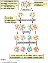 This cell contains an equal
Mitochondria
number of mitochondria
with wild-type genes (red)
segregate randomly
in cell division.
and mitochondria with
mutated genes (blue).
Cell division
The random
segregation
of mitochondria
Replication of mitochondria
in cell division...
Cell division
Replication of mitochondria
...results in progeny cells that differ in their number
of mitochondria with wild-type and mutated genes.
Figure 5.15
Genetics: A Conceptual Approach, Sixth Edition
© 2017 W. H. Freeman and Company
