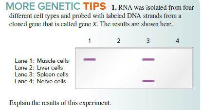 MORE GENETIC TIPS 1.RNA was isolated from four
different cell types and probed with labeled DNA strands from a
cloned gene that is called gene X. The results are shown here.
2
3
Lane 1: Muscle cells
Lane 2: Liver cells
Lane 3: Spleen cells
Lane 4: Nerve cells
Explain the results of this experiment.
