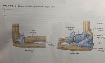 QUESTIONS 16-18: Identify the labeled ligaments in the diagram below.
16.
17.
18.
Capitulum -
Humerus
16
Radial quscle bre formed by the an
tuberosity
Lateral view
muscle in this
oplasmic reticulum
Radius
Ulna
Interosseous
membrane
cope
Radius
Ulna
Biceps brachii
tendon
17
Medial view
12300
Humerus
Articular
capsule
Medial
epicondy
18
Olecran
of ulna