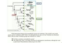 2 Actinistia
Aquatic
Dipnai
Sarcopterygians
7 Caeciians
Uissamphibians
Rhipidistians
Uradela
Amphibians
10 Anura
Tetrapods
12 Mammalia
14
Testudinia
Terrestrial
Amniotes
17 Squamates
Sauropsids
Lepidasauria
Sphenodontids
Diapsids
Aves
Archosauria
21 Crocodilia
From Lecointre et Le Guyader (2001)
1-Sarcopterygians belong to the monophyletic group, the Vertebrates. They include some extant
aquatic species, commonly called "fishes" (see phylogenetic tree above). In the Vertebrate tree illustrated
below, there are other Vertebrate groups also referred to as "fishes".
Do fishes constitute a monophyletic group?
→ The simple term “fish" is no longer used alone for phylogenetic classification, although the word
is quite usual. What definition could you give for a fish?
