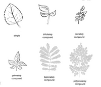 Answered: identify the leaf composition | bartleby