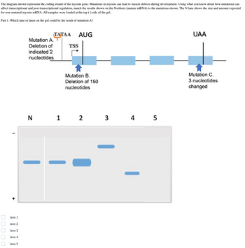 The diagram shown represents the coding strand of the myosin gene. Mutations in myosin can lead to muscle defects during development. Using what you know about how mutations can
affect transcriptional and post-transcriptional regulation, match the results shown on the Northern (mature mRNA) to the mutations shown. The N lane shows the size and amount expected
for non-mutated myosin mRNA. All samples were loaded at the top (-) side of the gel.
Part 1. Which lane or lanes on the gel could be the result of mutation A?
00000
I
lane 1
lane 2
lane 3
lane 4
lane 5
TATAA
Mutation A.
Deletion of
indicated 2
nucleotides
AUG
TSS
Mutation B.
Deletion of 150
nucleotides
N 1 2
3 4 5
UAA
Mutation C.
3 nucleotides
changed