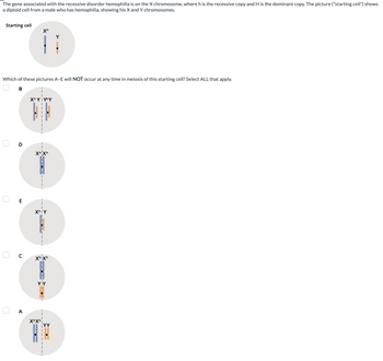 The gene associated with the recessive disorder hemophilia is on the X chromosome, where h is the recessive copy and H is the dominant copy. The picture ("starting cell") shows
a diploid cell from a male who has hemophilia, showing his X and Y chromosomes.
Starting cell
0
Which of these pictures A-E will NOT occur at any time in meiosis of this starting cell? Select ALL that apply.
B
D
E
с
A
Xh
Xh Yi Yhy
XhXh
S
{a
Xh Y
Xhixh
||
YIY
XhXh
Y
YY