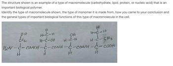 The structure shown is an example of a type of macromolecule (carbohydrate, lipid, protein, or nucleic acid) that is an
important biological polymer.
Identify the type of macromolecule shown, the type of monomer it is made from, how you came to your conclusion and
the general types of important biological functions of this type of macromolecule in the cell.
P.H
CH₂
H
H-C-H
H-C-OH
H
H-C-H
H-C-CH3
-CONH-C-COOH
OH
H-C-H
HẠN C CONHC CON C
H
H
#