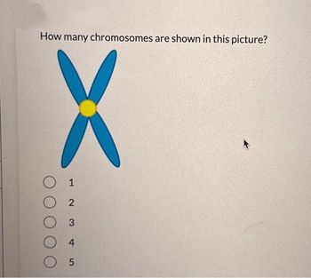 How many chromosomes are shown in this picture?
X
O 1
2
3
4
O 5
↑