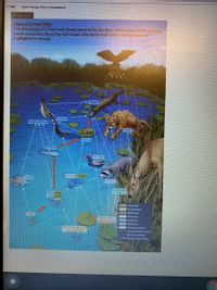 ( Eit
Tt Eneray Flow In CoOnystema
LAUNCH
Figure 4-3 Food Web
This illustration of a food web shows some of the feeding relationships within a typical
marsh ecosystem along the Gulf Coast. One food chain within the food web is
highlighted in orange.
Largemouth bUE
Schger
Decompser
De
Camian
Herbre
Phimary padhucer
-- Corsumad elter deth
Feedie relatioshig
