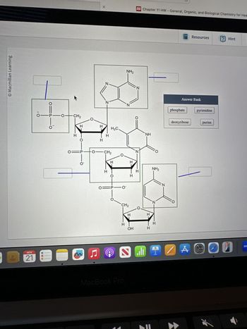 O Macmillan Learning
K
O POCH2
X
NH2
N
N
N
N
H
H
H
H
-I
H
H3C.
Chapter 11 HW-General, Organic, and Biological Chemistry for Hea
O
NH
N
O
O P
-O-CH2
H
Ο
H
H-
H
NH2
H
H
NOV
21
n
O PIO
O
N
CH2
O.
H
I-
Н
H
OH
HY H
H
MacBook Pro
N
Resources
? Hint
Answer Bank
phosphate
deoxyribose
pyrimidine
purine
A
00
ZO