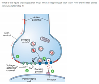 Answered: What is this figure showing (overall… | bartleby