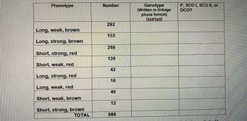 **Genetic Phenotype Distribution and Linkage Analysis**

This table represents the observed distribution of various phenotypes, their corresponding numbers, and the genotypes written in linkage phase format for a genetic study. Additionally, this table classifies the recombination events into parental (P), Single Crossovers (SCO I and SCO II), or Double Crossovers (DCO).

| Phenotype            | Number | Genotype (Written in linkage phase format) \(xyz/xyz\) | P, SCO I, SCO II, or DCO? |
|----------------------|--------|-------------------------------------------------------|--------------------------|
| Long, weak, brown    | 292    |                                                       |                          |
| Long, strong, brown  | 153    |                                                       |                          |
| Short, strong, red   | 286    |                                                       |                          |
| Short, weak, red     | 139    |                                                       |                          |
| Long, strong, red    | 42     |                                                       |                          |
| Long, weak, red      | 16     |                                                       |                          |
| Short, weak, brown   | 46     |                                                       |                          |
| Short, strong, brown | 12     |                                                       |                          |

**TOTAL: 986**

### Explanation of Columns:
1. **Phenotype**: Describes the observable characteristics of the organisms.
2. **Number**: Indicates the count of organisms exhibiting each phenotype.
3. **Genotype (Written in linkage phase format)**: Shows the genetic composition using a specific notation that reflects heterozygosity at three loci (denoted as \(xyz/xyz\)).
4. **P, SCO I, SCO II, or DCO?**: Classifies the types of genetic recombination observed:
   - **P** (Parental): The original combination of alleles without any crossover.
   - **SCO I** and **SCO II** (Single Crossovers): Occurs when an exchange happens between one pair of homologous chromosomes.
   - **DCO** (Double Crossover): Involves exchanges between two pairs of homologous chromosomes, resulting in more complex genetic recombinations.

### Summary:
This data can be utilized to study genetic linkage, crossover events, and calculate the distance between genes based on the observed frequencies of phenotypes and recombination events.