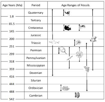 Age Years (Ma)
1.8
65.5
145
200
251
299
318
359
416
444
488
542
Period
Quaternary
Tertiary
Cretaceous
Jurassic
Triassic
Permian
Pennsylvanian
Mississippian
Devonian
Silurian
Ordovician
Cambrian
Age Ranges of Fossils