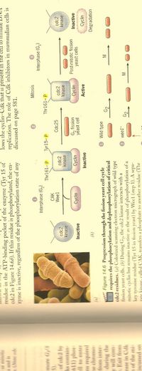 **Progression through the Fission Yeast Cell Cycle: Regulation by Phosphorylation and Dephosphorylation**

**Figure 14.16:**

This figure outlines the regulation of the cdc2 kinase, essential for cell cycle progression in fission yeast, through phosphorylation and dephosphorylation.

(a) **Diagram Explanation:**

1. **Interphase (G1):**
   - cdc2 kinase is initially inactive.
   - Activity is controlled by phosphorylation at specific tyrosine (Tyr15) and threonine (Thr161) residues.

2. **Inactive State:**
   - When phosphorylated at Tyr15 by Wee1, the kinase remains inactive despite being bound to cyclin.

3. **Activation during G2:**
   - Transition to an active state occurs through dephosphorylation at Tyr15 by Cdc25 phosphatase.
   - Cyclin binding and Thr161 phosphorylation by CAK (CDK-activating kinase) are essential steps.

4. **Mitosis:**
   - The active complex is involved in promoting mitotic events.
   - Cyclin is degraded after mitosis, leading to kinase inactivation.

(b) **Electron Micrograph:**
   - The image depicts post-mitotic fission yeast cells, highlighting the interphase stage of cellular division.

This regulatory process highlights the critical role of phosphorylation cycles in cell cycle control, ensuring proper timing and fidelity of cell division in fission yeast.