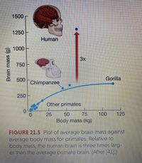 1500
1250
Human
1000
3x
750
Gorilla
500
Chimpanzee
250
Other primates
100
125
25
Body mass (kg)
50
75
FIGURE 21.5 Plot of average brain mass against
average body mass for primates. Relative to
body mass, the human brain is three times larg-
er than the average primate brain. (After [41].)
Brain mass (g)
15,
