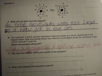 Question 1
A
A
A A
BB
B
B B
B
B
B
A
A
A
Time
B
A
B
D. What is the answer to the question in part B?
A
AB
A
A
B
B B / A
A
A
A. What can you learn from the diagram?
As Time Passes, the As were too Large
so a few got in the cell.
B. Two molecules, A and B, and their distribution inside and outside of a cell are represented in the
diagram below. State one possible reason why molecule A could diffuse across the membrane of the
cell but molecule B could not.
What is this question asking you?
Why could molecule A diffuse across the
C. How does the diagram inform your answer to the question?
number of molecules shown represents