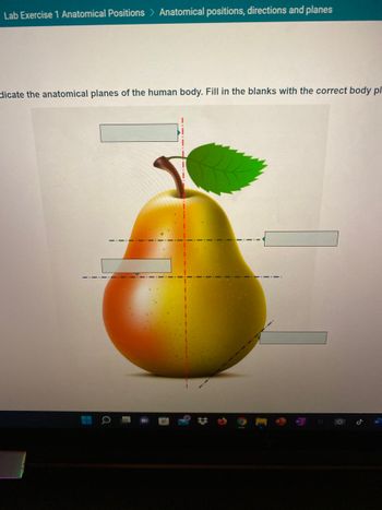 Lab Exercise 1 Anatomical Positions > Anatomical positions, directions and planes
dicate the anatomical planes of the human body. Fill in the blanks with the correct body pl
H
Q
L