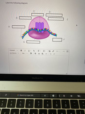 Label the following diagram:
C
E
Paragraph
В I
A
DII
+ v
Lato (Recom... v
19px ... v
</>
MacBook Pro
G Search or type URL
2$
&
*
(
4.
8
9
V
< cO
LL
%# M
