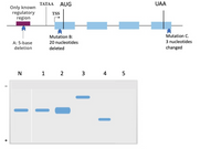 TATAA
AUG
UAA
Only known
regulatory
region
TSS
Mutation B:
Mutation C.
20 nucleotides
3 nucleotides
A: 5-base
deletion
deleted
changed
N 1 2 3
4 5
