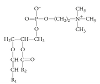 O-
CH3
0=P-O-(CH2)2-N-CH3
CH3
H2C–CH–CH2
CH C=O
CH R2
R1
