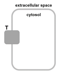 extracellular space
cytosol
T
