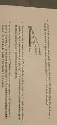 2. Muscle A and muscle B are attached to a bone as indicated in the figure below. Muscle A exerts a
force on the bone at angle a, while muscle B exerts a force on the bone at angle ß.
Muscle B
Muscle A
Bone
a. Assume muscle A exerts a force of 900 N on the bone at an angle a = 8°, while muscle B exerts
a force of 75O N on the bone at an angle of B = 33°. Find the resultant force and the angle of
the force due to muscle A and muscle B on the bone.
b. Assume muscle A exerts a force of 1000 N on the bone at an angle a = 9°, while muscle B
exerts a force of 820 N on the bone at an angle of ß =
38°. Find the resultant force and the
angle of the force due to muscle A and muscle B on the bone.
