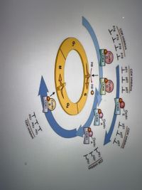 CDK inhibitors
CDK inhibitors
CDK inhibitors
P15 P18
p21
p27 p57
CDK inhibitors
P19
Cyclin
p21
p27
p57
P16
CDK2
Cyclin
Cyclin
TIT
CDK4
CDK6
Cyclin
CDK2
P21
RB
RB
Cyclin
P27
CDK1
G2
M
Cyclin
CDK1
TTT
CDK inhibitors
