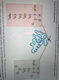 The image contains a diagram illustrating the impact of a genetic mutation on a protein's structure. The diagram shows a folded protein with an arrow pointing from its structure to two specific amino acids framed within boxes.

**Top Box:**
The chemical structure of the amino acid shown includes:
- An amino group: \( \text{H}_3\text{N}^+ \)
- A central carbon: \( \text{C} \)
- A hydrogen: \( \text{H} \)
- A carboxylate group: \( \text{C} \)
- Two oxygen atoms, one forming a double bond with carbon (one with a negative charge: \( \text{O}^-\))
- A side chain consisting of four methylene groups (\( \text{CH}_2 \)) and an amine group (\( \text{NH}_3^+\))

**Bottom Box:**
The chemical structure includes:
- An amino group: \( \text{H}_3\text{N}^+ \)
- A central carbon: \( \text{C} \)
- A hydrogen: \( \text{H} \)
- A carboxylate group: \( \text{C} \)
- Two oxygen atoms, one of which has a negative charge (\( \text{O}^-\))
- A side chain consisting of two methylene groups (\( \text{CH}_2 \)) connected to a carboxylate group (\( \text{C} \)), which is double-bonded to an oxygen and single-bonded to a negatively charged oxygen (\( \text{O}^-\))

**Explanation:**
The folded structure represents a protein, and the highlighted amino acids indicate a mutation where one amino acid (top structure) is replaced by another (bottom structure) in the protein sequence. The illustration highlights how a small change in the amino acid sequence might affect the overall protein structure and function.