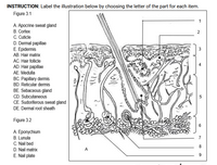 Answered: INSTRUCTION: Label the illustration… | bartleby