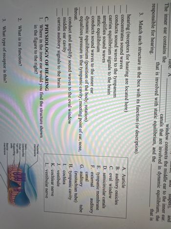 tube. A
The inner ear contains the
responsible for hearing.
anu stapes),
window connects the middle ear to the inner ear.
and
canals that are involved in dynamic equilibrium, the
that is involved with static equilibrium, and the
3. Match each structure in the box with its function (or description).
that is
hearing (receptors for hearing are located here)
concentrates sound waves
conducts sound waves to the tympanum
carries equilibrium signals to the brain
amplifies sound waves
static equilibrium
conducts sound waves to the inner ear
dynamic equilibrium (position of the body; rotation)
equalizes pressure in the tympanic cavity; meeting point of ear, nose,
throat.
conduct and amplify sound waves to the oval window
middle ear cavity
carries auditory signals to the brain
A. Auricle
B. auditory ossicles
C. oval window
D. semicircular canals
E. tympanic membrane
F. external
canal
G. auditory
auditory
(eustachian tube)
H. tympanic cavity
I. cochlea
J. vestibule
K. cochlear nerve
L. vestibular nerve
tube
C. PHYSIOLOGY OF HEARING
1. Where in the inner ear would you find the structure shown
in the figure to the right?
2. What is its function?
3. What type of receptor is this?
Tectorial
membrane
Hairs
(stereocilia)
Outer
hair cells
Supporting
cells
Basilar
membrane