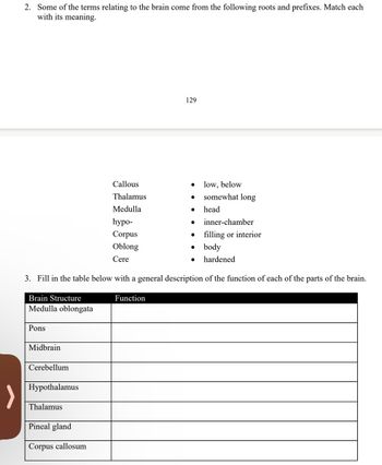 2. Some of the terms relating to the brain come from the following roots and prefixes. Match each
with its meaning.
129
Callous
Thalamus
Medulla
low, below
somewhat long
head
inner-chamber
hypo-
Corpus
Oblong
Cere
filling or interior
⚫ body
hardened
3. Fill in the table below with a general description of the function of each of the parts of the brain.
Brain Structure
Function
Medulla oblongata
Pons
Midbrain
Cerebellum
Hypothalamus
Thalamus
Pineal gland
Corpus callosum