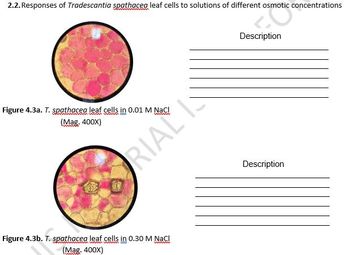 2.2. Responses of Tradescantia spathacea leaf cells to solutions of different osmotic concentrations
Description
Figure 4.3a. T. spathacea leaf cells in 0.01 M NaCl
m ww www
(Mag. 400X)
Description
Figure 4.3b. T. spathacea leaf cells in 0.30 M NaCl
(Mag. 400X)
RIAL