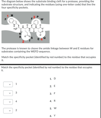 The diagram below shows the substrate binding cleft for a protease, providing the
substrate structure, and indicating the residues (using one-letter code) that line the
four specificity pockets.
F
1 M
The protease is known to cleave the amide linkage between W and E residues for
substrates containing the WEFD sequence.
1
O
Match the specificity pocket (identified by red number) to the residue that occupies
it.
3
R
Match the specificity pocket (identified by red number) to the residue that occupies
it.
4
W
2
1. D
2. E
3. F
4. R
5. W
6. Y