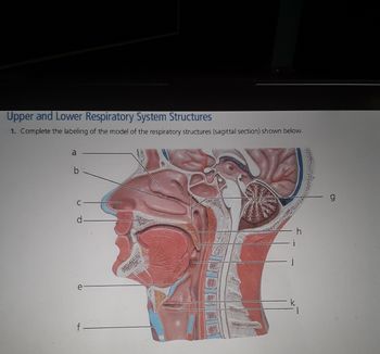 Upper and Lower Respiratory System Structures
1. Complete the labeling of the model of the respiratory structures (sagittal section) shown below.
a
1998
O
an
e
Ban
fak