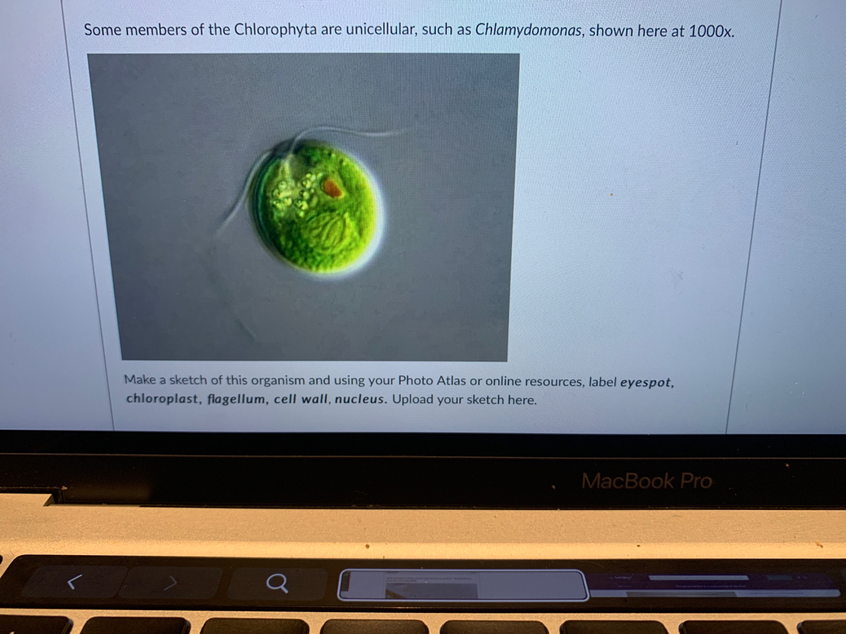 Chlamydomonas chloroplast hires stock photography and images  Alamy