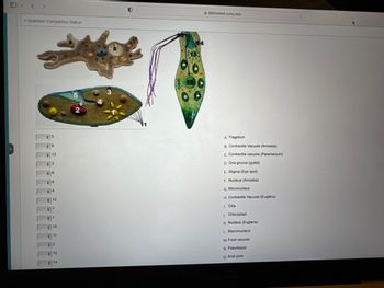 Question Completion Status:
+
5
9
13
3
8
+
6
4
#
#7
1
12
15
11
#2
10
14
$5
6
2
3
11
15
bbhosted.cuny.edu
A. Flagellum
B. Contractile Vacuole (Amoeba)
C. Contractile vacuole (Paramecium)
D. Oral groove (gullet)
E. Stigma (Eye spot)
F. Nucleus (Amoeba)
G. Micronucleus
H. Contractile Vacuole (Euglena)
1. Cilia
J. Chloroplast
K. Nucleus (Euglena)
L Macronucleus
M. Food vacuole
N. Pseudopod
O. Anal pore