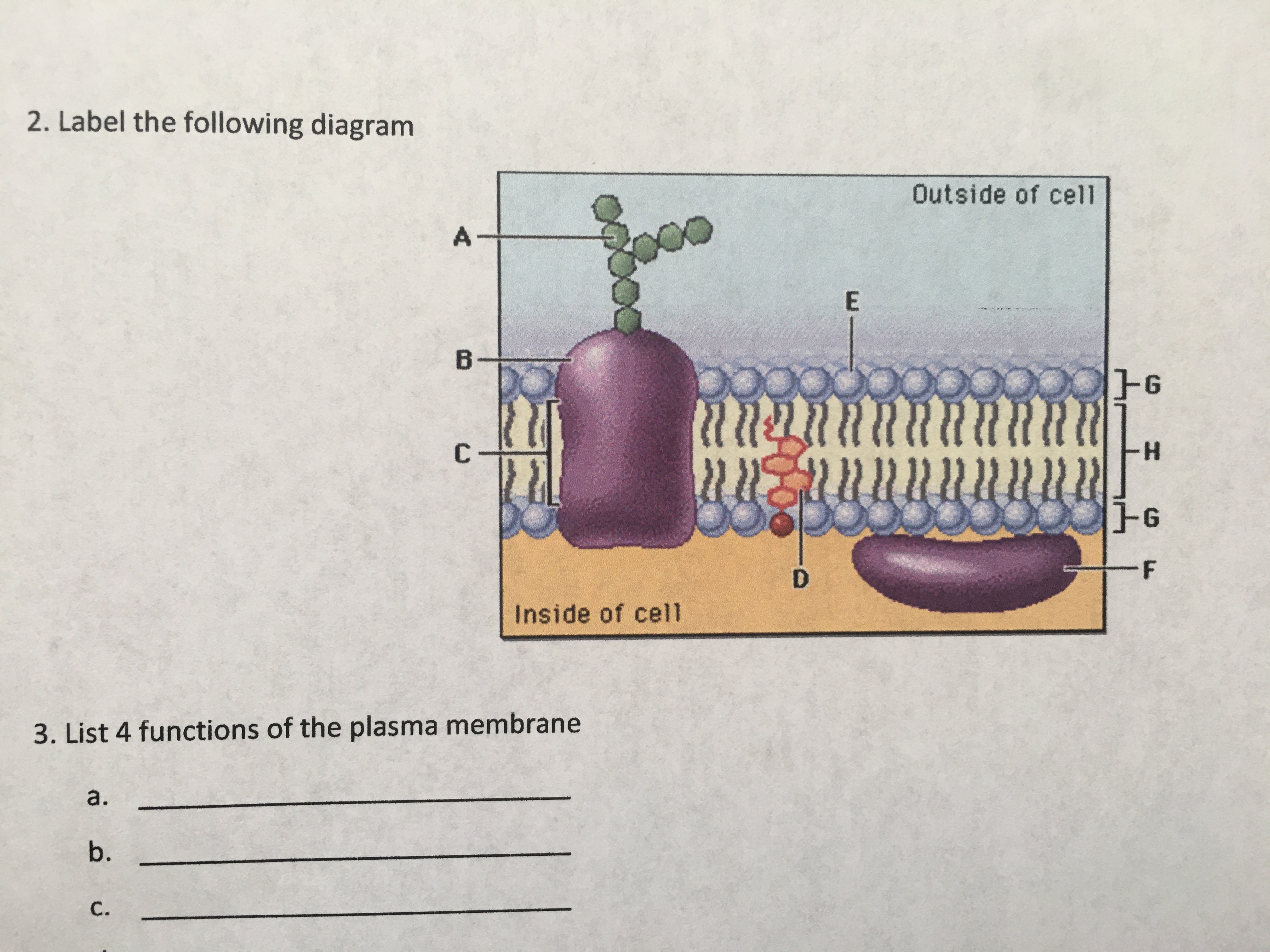 list 4 functions of the cell or plasma membrane