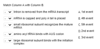 Match Column A with Column B.
v Intron is removed from the MRNA transcript
A 1st event
v MRNA is capped and poly A tail is placed
B. 4th event
small ribosomal subunit recognizes the mature
MRNA
C. 5th event
D. 2nd event
amino acyl tRNA binds with AUG codon
E. 3rd event
large ribosomal subunit binds with the initiation
complex
