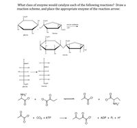 What class of enzyme would catalyze each of the following reactions? Draw a
reaction scheme, and place the appropriate enzyme of the reaction arrow:
CHOH
он
CHOH
Of
sucrose synthetase
HO
ATP
OH
CHOH
OH
fructose
glucose
CHOH
CH,CH
OH
OH
OH
sucrose
-OH
HO-
HO
H-
O-
H-
-OH
-OH
CHOH
CH,OH
glucose
fructose
NH3*
NH3*
+ CO2 + ATР
+ ADP + P + H*
