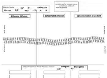 Molecules Toolbox:
Glucose H₂O
Outside of cell
Na+ 0₂
NaCl
Inside of cell
1) Passive diffusion
Amino Acid
CO₂ K+ H+
Be sure to label all molecules you use
and label any additional
molecules/proteins
2) Facilitated diffusion
wwwwww!!!
Use 2 of these terms to describe the various processes
AG+
Exergonic
AG-
3) Generation of a Gradient
Endergonic
Outside of cell
!!!!!!!
Inside of cell