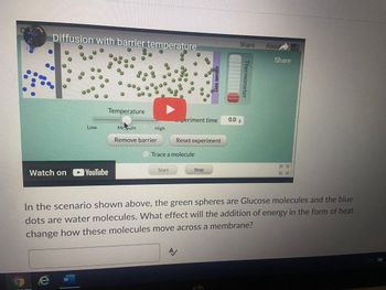 Diffusion with barrier temperature
1.
000
Low
Watch on YouTube
W
8
O
**,
Temperature
MATUM
...
Remove barrier
00
High
208
Start
O
Trace a molecule
A
periment time
Gas sensor
Reset experiment
Stop
Share
0.0 s
Thermometer
About
Share
In the scenario shown above, the green spheres are Glucose molecules and the blue
dots are water molecules. What effect will the addition of energy in the form of heat
change how these molecules move across a membrane?
Ra