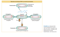 Answered: Bacteria exchange DNA by several… | bartleby