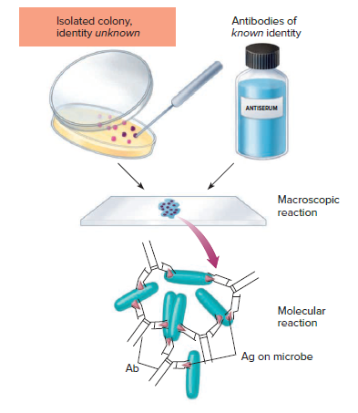 Isolated colony,
identity unknown
Antibodies of
known identity
ANTISERUM
Macroscopic
reaction
Molecular
reaction
Ag on microbe
Ab
