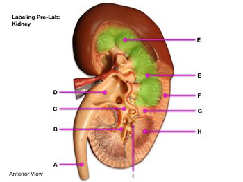 **Labeling Pre-Lab: Kidney**

This image is an anatomical diagram of the kidney, viewed from the anterior side. Each letter points to a specific part of the kidney, which is labeled accordingly:

- **A:** Ureter
- **B:** Renal artery
- **C:** Renal vein
- **D:** Renal pelvis
- **E:** Renal cortex
- **F:** Renal pyramid
- **G:** Renal column
- **H:** Renal medulla
- **I:** Major calyx

The diagram provides a detailed view of the internal structure of the kidney, highlighting important features that are key to its function in filtering blood and producing urine.