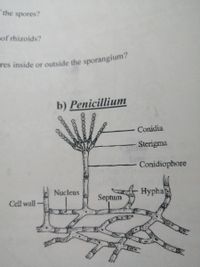 Answered: The scientific name of penicillium? | bartleby