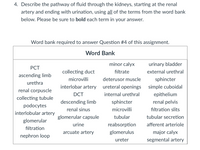 4. Describe the pathway of fluid through the kidneys, starting at the renal
artery and ending with urination, using all of the terms from the word bank
below. Please be sure to bold each term in your answer.
Word bank required to answer Question #4 of this assignment.
Word Bank
minor caly>
urinary bladder
РCT
collecting duct
filtrate
external urethral
ascending limb
microvilli
deterusor muscle
sphincter
urethra
interlobar artery
ureteral openings simple cuboidal
renal corpuscle
DCT
internal urethral
epithelium
collecting tubule
descending limb
sphincter
renal pelvis
podocytes
renal sinus
microvilli
filtration slits
interlobular artery
glomerular capsule
tubular
tubular secretion
glomerular
urine
reabsorption
afferent arteriole
filtration
arcuate artery
glomerulus
major calyx
nephron loop
ureter
segmental artery
