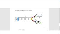 Match the items on the diagram with the correct term below.
3'
7
5'
5
E
D
+ 3
8
+4
Activate Windows
DNA Replication Terms
Go to Settings to activate Windows.
- co
