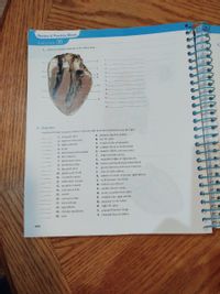 Review & Practice Sheet
Exercise 35
3. Label the internal anatomy of the sheep heart.
C.
1.
6
2.
3.
4.
3
5.
6.
10
7.
8.
11
9.
10.
12
11.
12.
B. Matching
Match each heart structure listed on the left with its correct description on the right.
A. empties into left atrium
B. left AV valve
C. muscle folds of ventricles
1. tricuspid valve
2. superior vena cava
3. right ventricle
4. aorta
D. pumps blood to body tissues
E. branch off left coronary artery
F. major systemic artery
5. interventricular septum
6. left ventricle
G. muscular ridges of right atrium
H. artery carrying deoxygenated blood
I. groove between atria and ventricles
J. visceral pericardium
K. drains coronary veins into right atrium
7. pulmonary veins
8. semilunar valve
9. bicuspid valve
10. pulmonary trunk
11. circumflex artery
12. trabeculae carneae
L. wall between ventricles
13. pectinate muscle
M. inferior tip of heart
N. cardiac muscle tissue
O. aortic or pulmonary valve
P. empties into right atrium
14. coronary sulcus
15. auricle
16. coronary sinus
17. myocardium
18. epicardium
19. chordae tendineae
Q. attached to AV valves
R. right AV valve
S. pumps blood to lungs
T. external flap of atrium
20. apex
484
