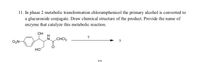 11. In phase 2 metabolic transformation chloramphenicol the primary alcohol is converted to
a glucuronide conjugate. Draw chemical structure of the product. Provide the name of
enzyme that catalyze this metabolic reaction.
OH
CHCI2
O,N-
но
22
