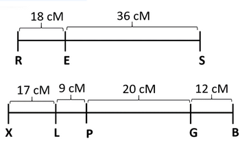 X
R
18 CM
E
17 CM 9 CM
L P
36 CM
20 CM
S
12 CM
G
B