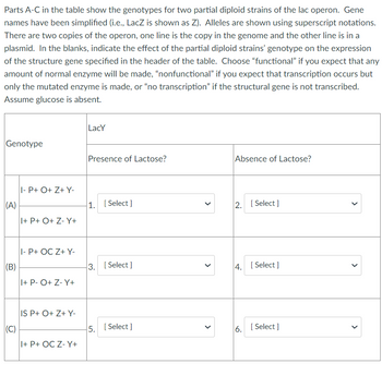 Parts A-C in the table show the genotypes for two partial diploid strains of the lac operon. Gene
names have been simplified (i.e., LacZ is shown as Z). Alleles are shown using superscript notations.
There are two copies of the operon, one line is the copy in the genome and the other line is in a
plasmid. In the blanks, indicate the effect of the partial diploid strains' genotype on the expression
of the structure gene specified in the header of the table. Choose "functional" if you expect that any
amount of normal enzyme will be made, "nonfunctional" if you expect that transcription occurs but
only the mutated enzyme is made, or "no transcription" if the structural gene is not transcribed.
Assume glucose is absent.
Genotype
(A)
(B)
(C)
I-P+ O+Z+Y-
I+P+ O+ Z- Y+
I- P+ OC Z+ Y-
I+ P- O+ Z-Y+
IS P+ O+Z+ Y-
I+P+ OC Z- Y+
Lacy
Presence of Lactose?
1. [Select]
3. [Select]
5. [Select]
>
>
Absence of Lactose?
2. [Select]
4. [Select]
6. [Select]
>
<
>