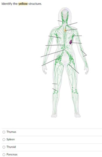 Identify the yellow structure.
O Thymus
O Spleen
O Thyroid
Pancreas